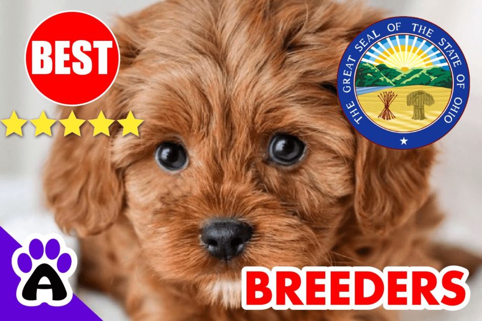 Cavapoo Puppies For Sale Ohio-2023 | Best Cavapoo Breeders in OH
