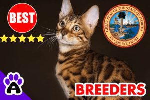 Bengal Kittens For Sale Florida-2024 | Best 3 Reviewed Bengal Cat Breeders in FL