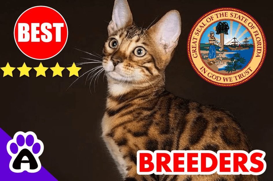 Bengal Kittens For Sale Florida 2022 | Best 3 Reviewed Bengal Cat Breeders in FL