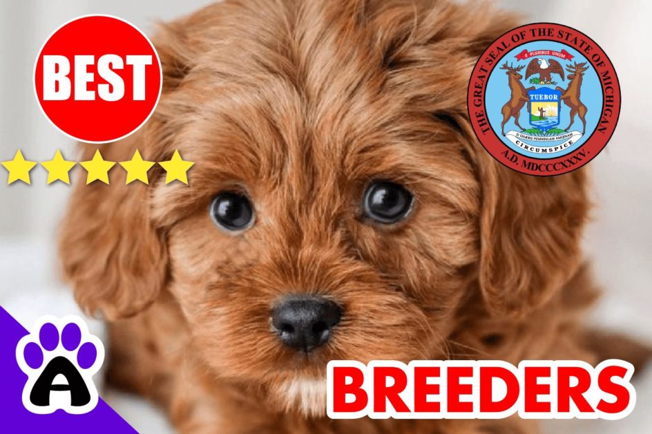 Cavapoo Puppies For Sale in Michigan 2022 | Best Cavapoo Breeders in MI