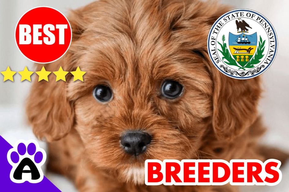 Cavapoo Puppies For Sale in Pennsylvania 2022 | Best Cavapoo Breeders in PA