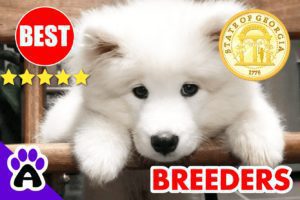 Samoyed Puppies For Sale Georgia-2024 | Best 3 Reviewed Samoyed Breeders in GA