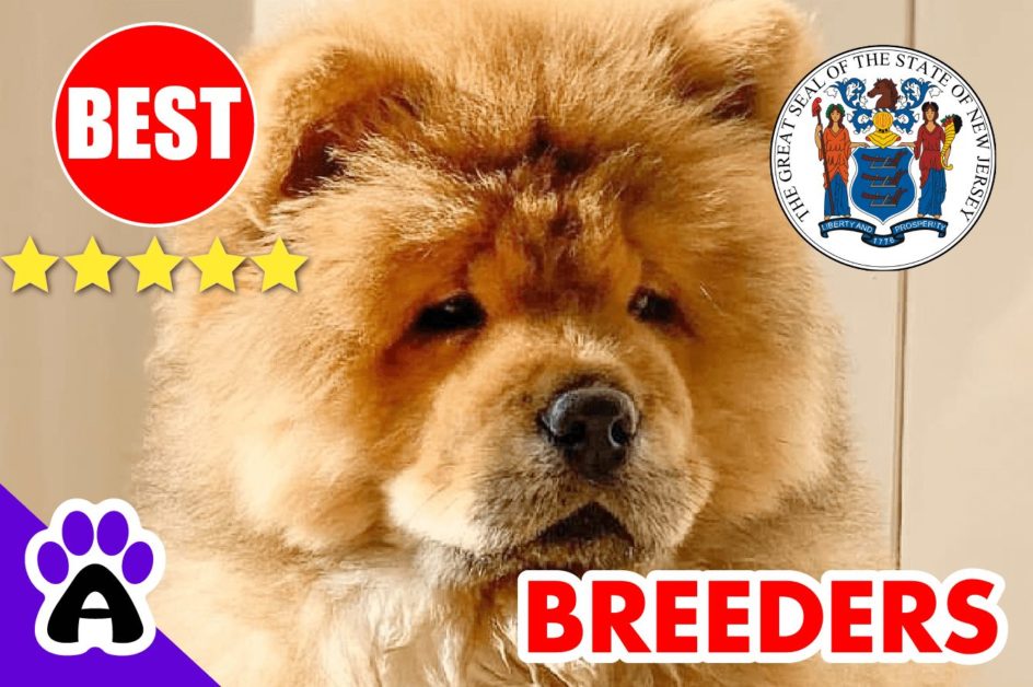 Chow Chow Puppies For Sale in New Jersey-2023 | Best Chow Chow Breeders in NJ