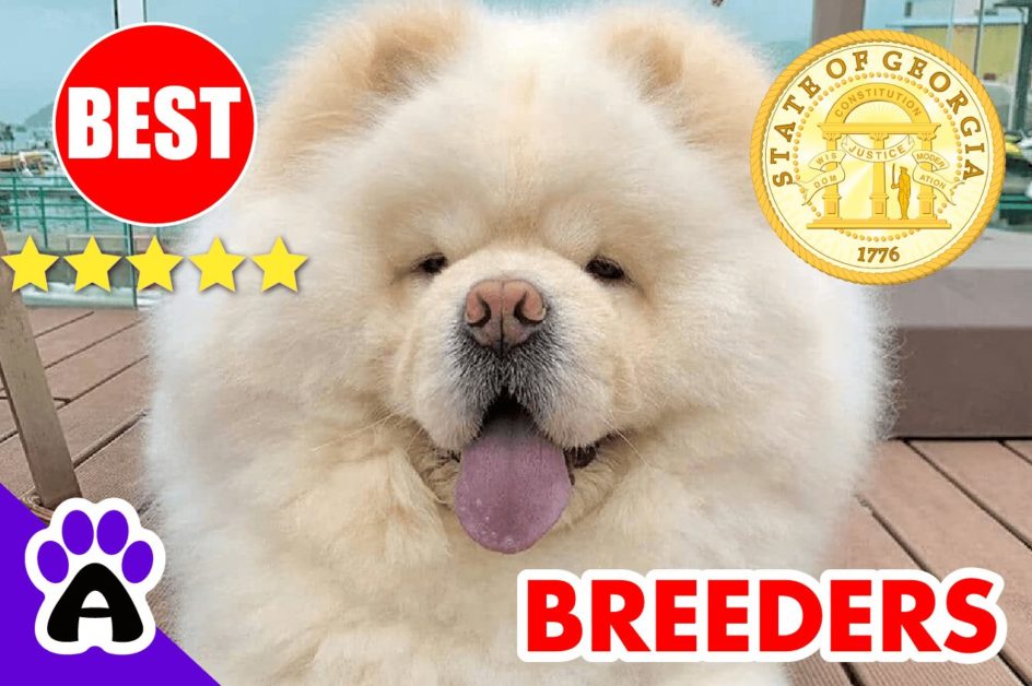 Chow Chow Puppies For Sale in Georgia 2022 | Best Chow Chow Breeders in GA