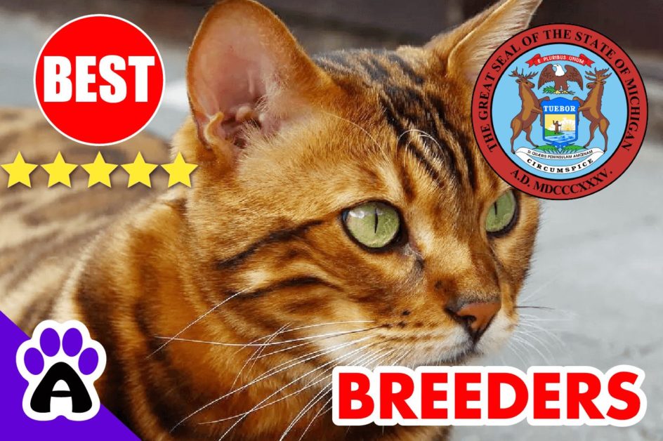Bengal Kittens For Sale Michigan 2022 | Best 3 Reviewed Bengal Cat Breeders in MI