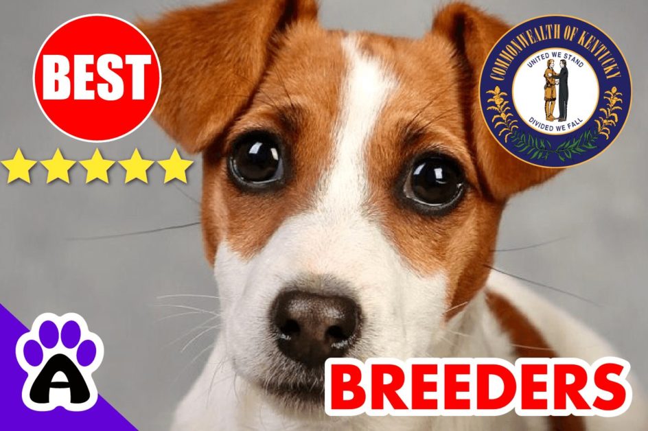 Jack Russell Puppies For Sale in Kentucky-2024 | Best Jack Russell Breeders in KY