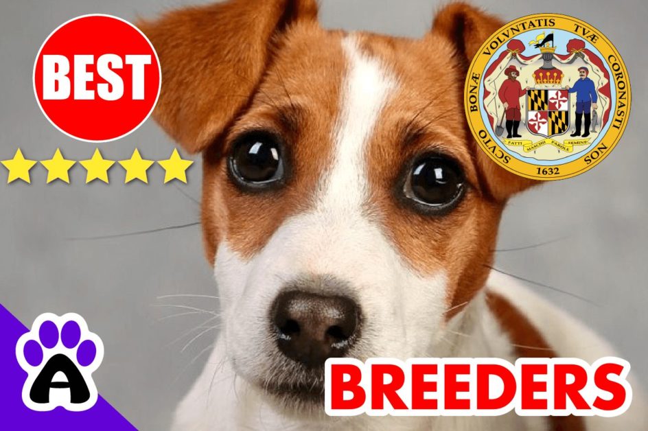 Jack Russell Puppies For Sale Maryland-2023 | Best Jack Russell Breeders in MD