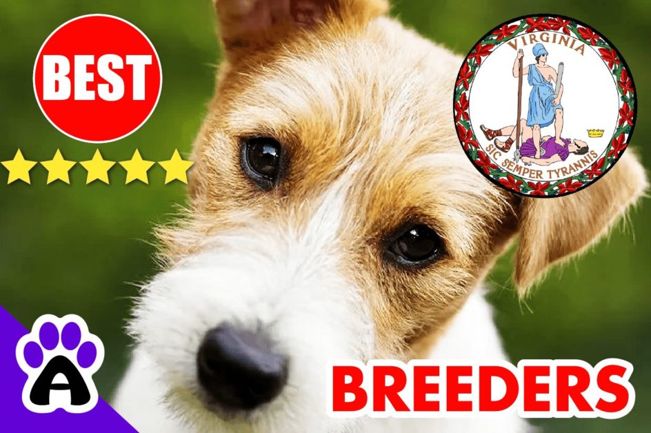 Jack Russell Puppies For Sale in Virginia 2022 | Best Jack Russell Breeders in VA
