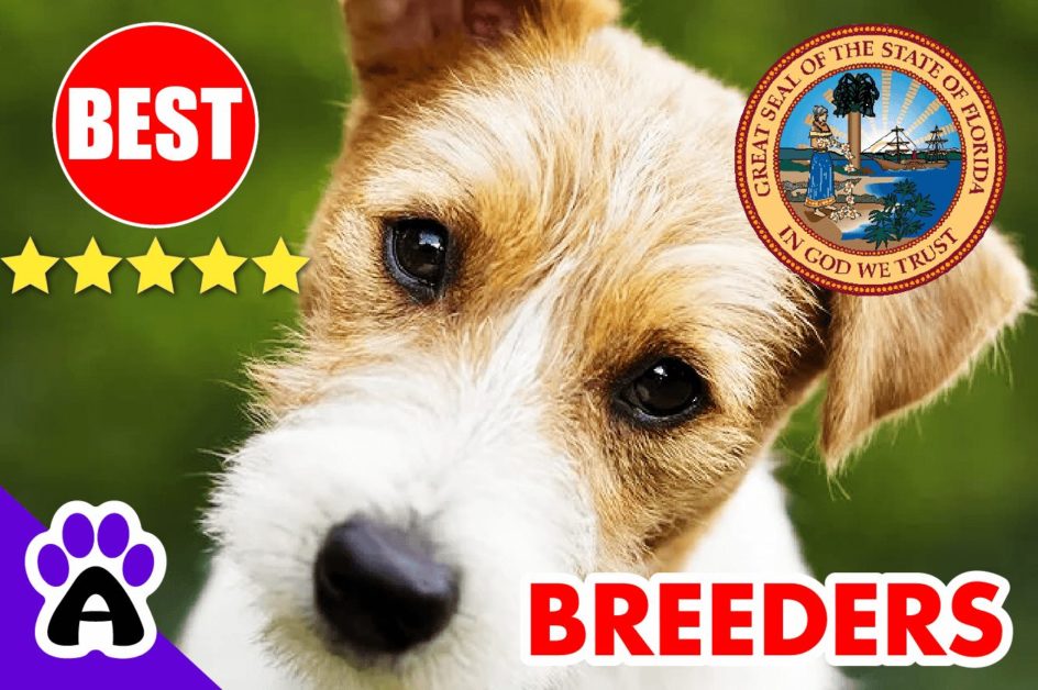 Jack Russell Puppies For Sale in Florida-2023 | Best Jack Russell Breeders in FL