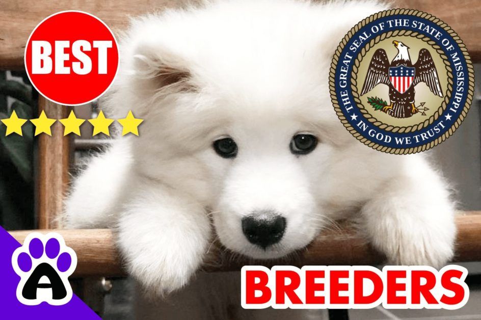 Samoyed Puppies For Sale Mississippi 2022 | Best Reviewed Samoyed Breeders in MS
