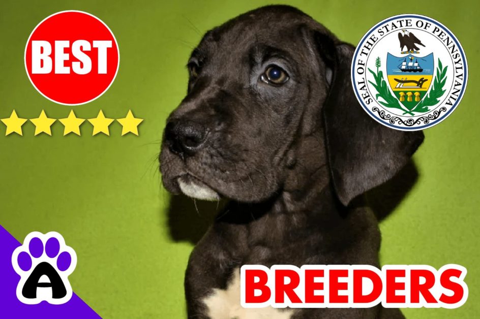 Great Dane Puppies For Sale in Pennsylvania 2022 | Best Great Dane Breeders in PA