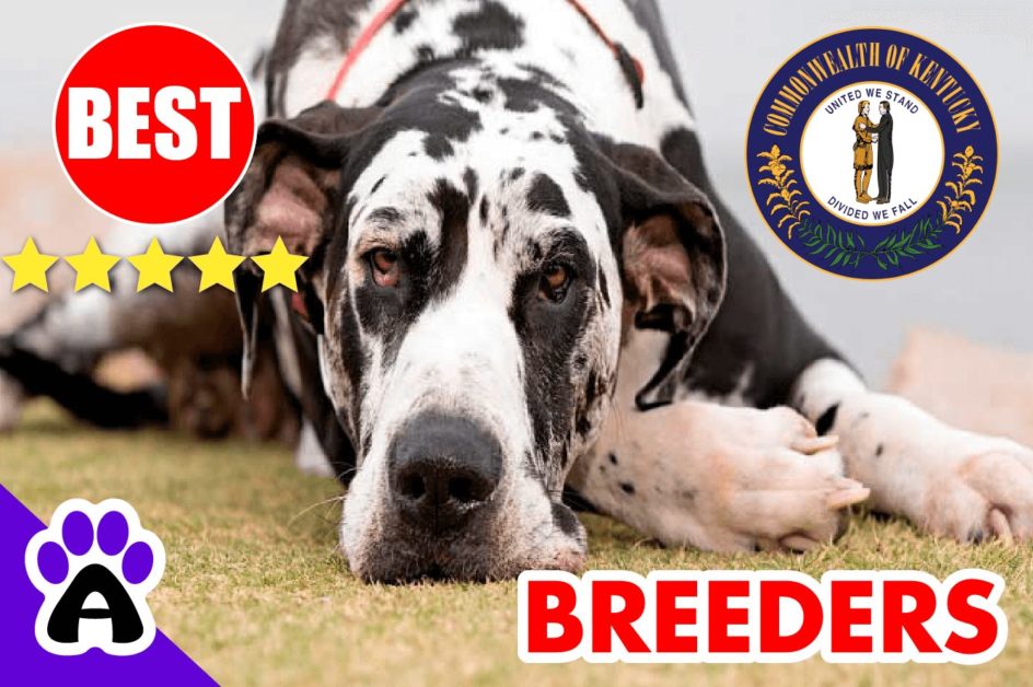 Great Dane Puppies For Sale Kentucky 2022 | Best Great Dane Breeders in KY