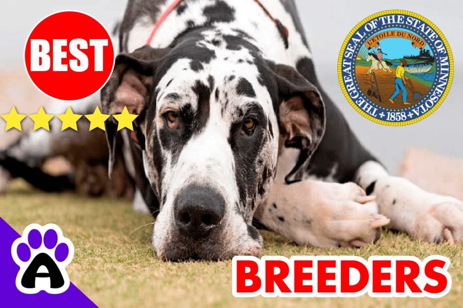 Great Dane Puppies For Sale Minnesota-2024 | Best Great Dane Breeders in MN