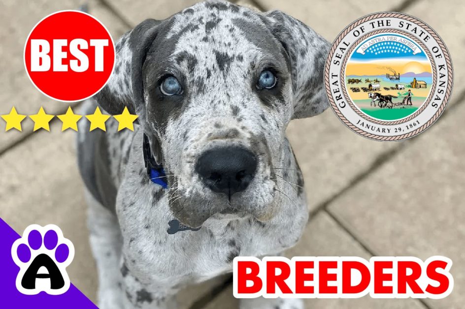 Great Dane Puppies For Sale Kansas-2023 | Best Great Dane Breeders in KS