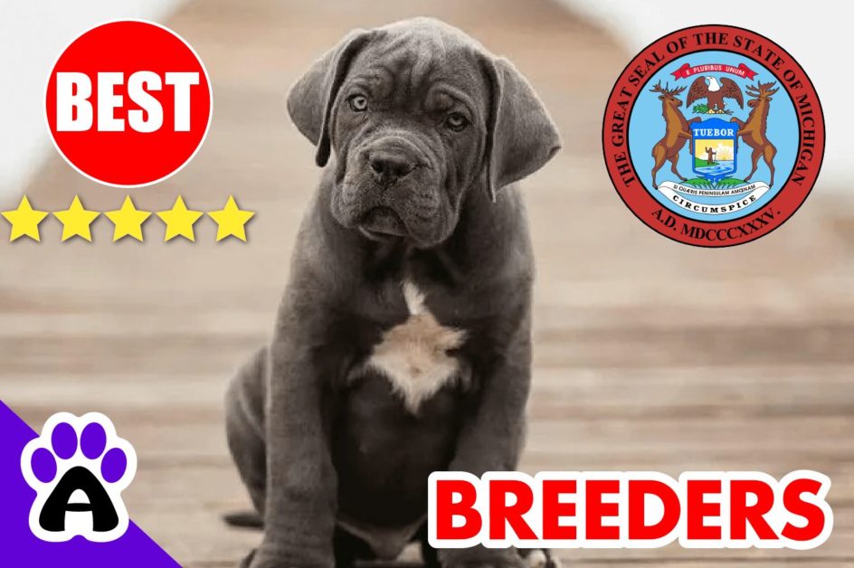 Cane Corso Puppies For Sale Michigan-2023 | Best Cane Corso Breeders in MI