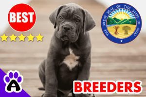 Cane Corso Puppies For Sale Ohio-2024 | Best Cane Corso Breeders in OH