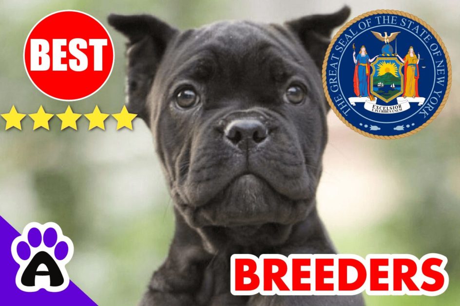 Cane Corso Puppies For Sale New York 2022 | Best Cane Corso Breeders in NY