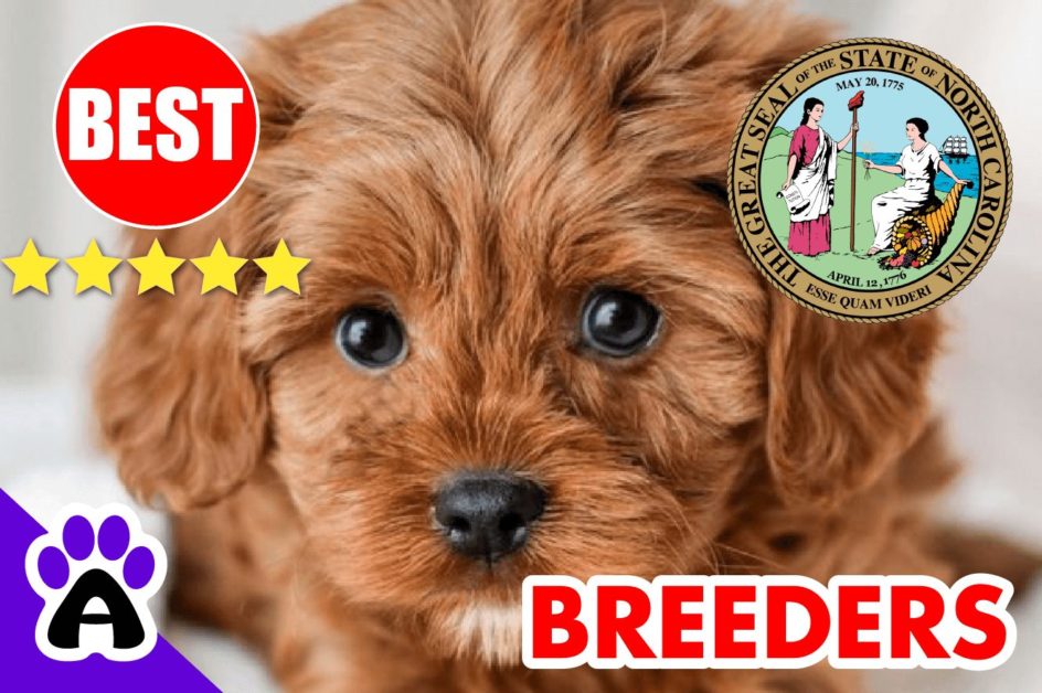 Cavapoo Puppies For Sale in North Carolina-2023 | Best Cavapoo Breeders in NC