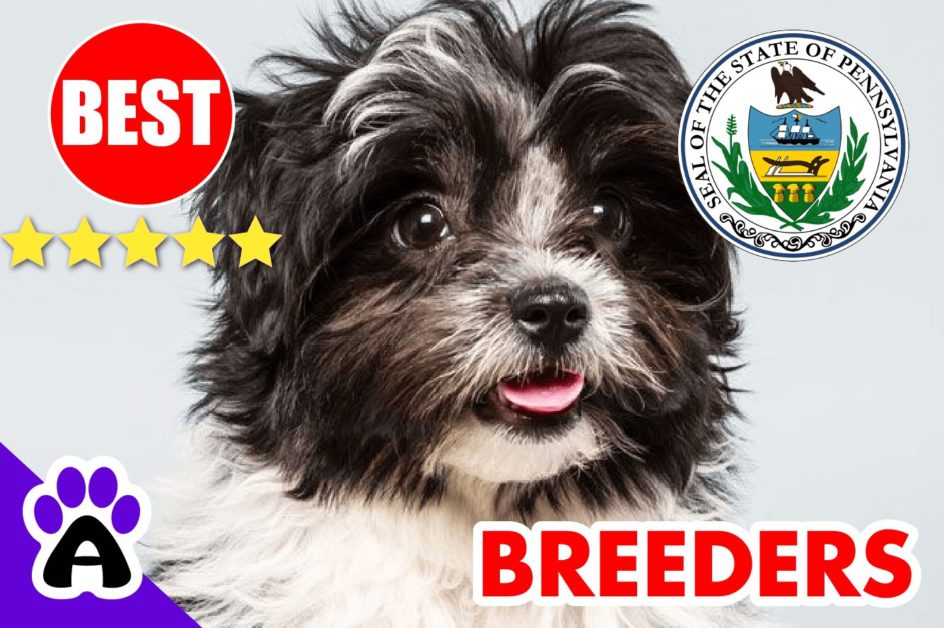 Havanese Puppies For Sale Pennsylvania 2022 | Best Havanese Breeders in PA