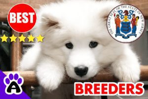 Samoyed Puppies For Sale New Jersey-2024 | Best Samoyed Breeders in NJ