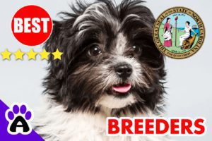 Havanese Puppies For Sale North Carolina-2024 | Best Havanese Breeders in NC