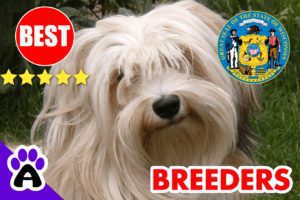 Havanese Puppies For Sale Wisconsin-2024 | Best Havanese Breeders in WI