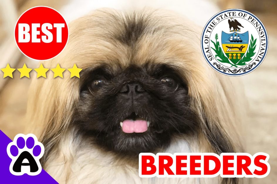 Pekingese Puppies For Sale Pennsylvania 2022 | Best Pekingese Breeders in PA