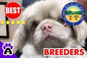 Pekingese Puppies For Sale Ohio 2022 | Best Pekingese Breeders in OH