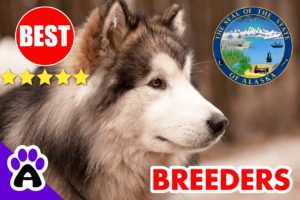 Alaskan Malamute Puppies For Sale Alaska 2022 | Best Alaskan Malamute Breeders in AK