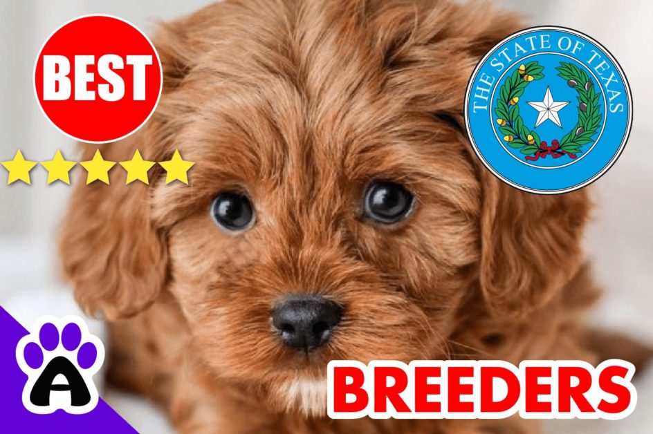 Cavapoo Puppies For Sale Texas-2023 | Best Cavapoo Breeders in TX