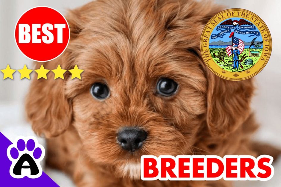 Cavapoo Puppies For Sale in Iowa 2022 | Best Cavapoo Breeders in IW