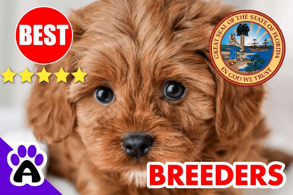 Cavapoo Puppies For Sale in Florida-2024 | Best Cavapoo Breeders in FL