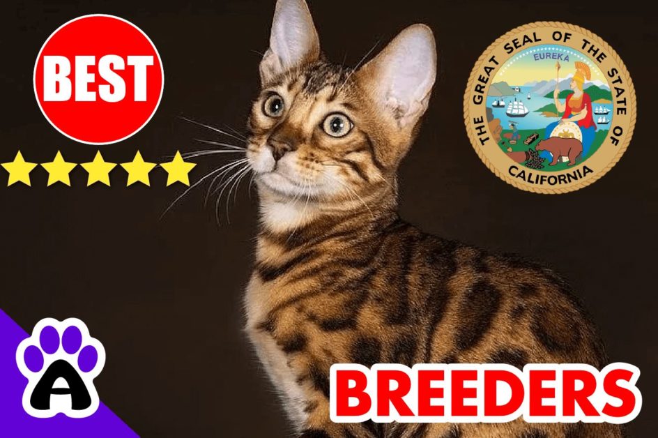 Bengal Kittens For Sale California 2022 | Best 3 Reviewed Bengal Cat Breeders in CA