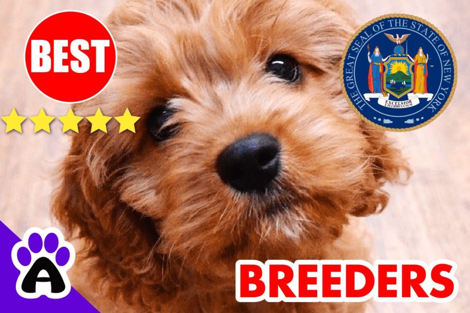 Cavapoo Puppies For Sale in New York 2022 | Best Cavapoo Breeders in NY