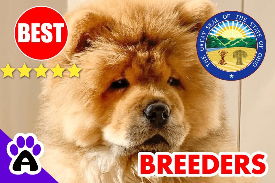 Chow Chow Puppies For Sale in Ohio-2023 | Best Chow Chow Breeders in OH