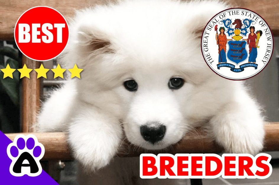 Samoyed Puppies For Sale New Jersey 2022 | Best Samoyed Breeders in NJ