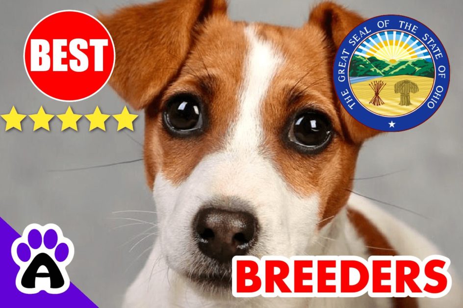 Jack Russell Puppies For Sale in Ohio-2023 | Best Jack Russell Breeders in OH