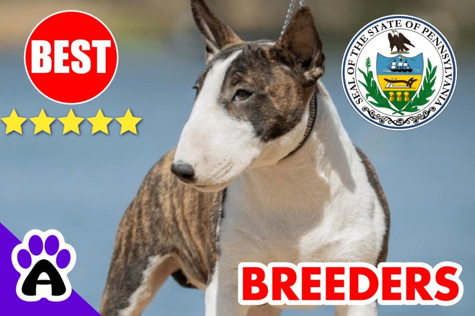 Bull Terrier Puppies For Sale Pennsylvania 2022 | Best Bull Terrier Breeders in PA
