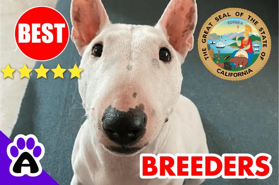Bull Terrier Puppies For Sale California 2022 | Best Bull Terrier Breeders in CA
