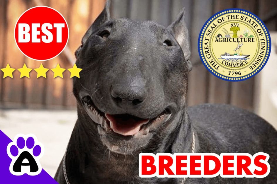 Bull Terrier Puppies For Sale Tennessee-2023 | Best Bull Terrier Breeders in TN