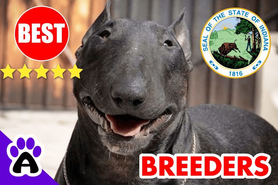 Bull Terrier Puppies For Sale Indiana 2022 | Best Bull Terrier Breeders in IN