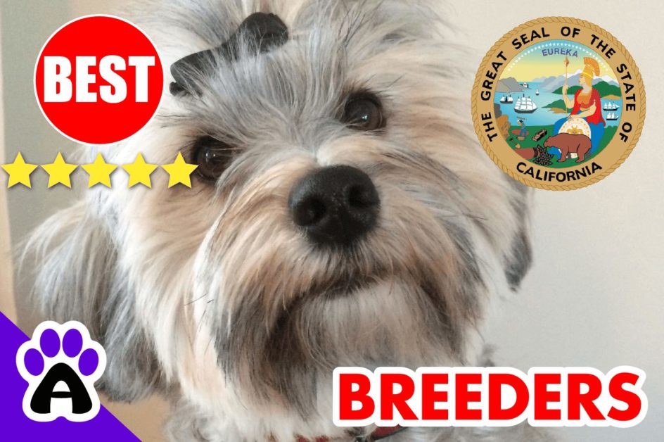 Havanese Puppies For Sale California-2023 | Best Havanese Breeders in CA