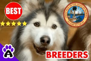 Alaskan Malamute Puppies For Sale Florida-2023 | Best Alaskan Malamute Breeders in FL