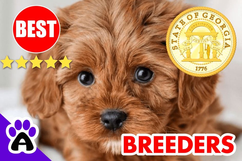 Cavapoo Puppies For Sale in Georgia-2023 | Best Cavapoo Breeders in GA