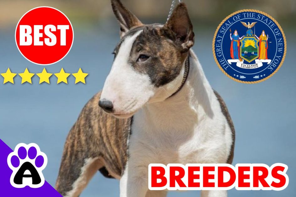 Bull Terrier Puppies For Sale New York 2022 | Best Bull Terrier Breeders in NY