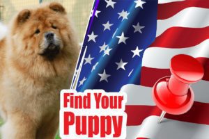 Chow Chow Puppies For Sale Near Me-2024 | Best Chow Chow Breeders Near Me