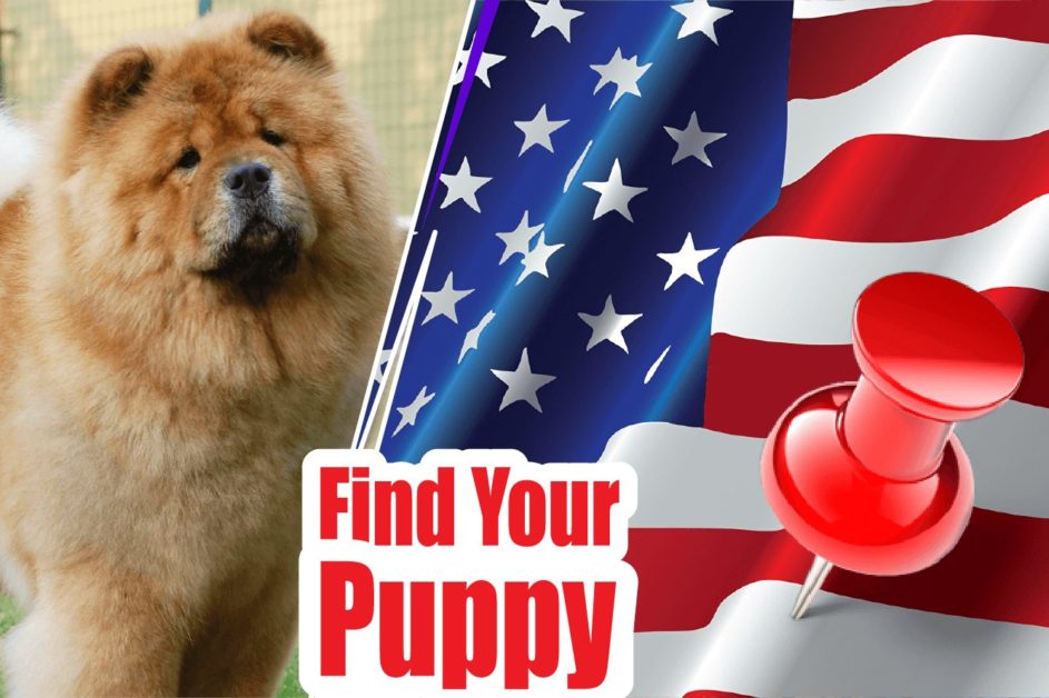 Chow Chow Puppies For Sale Near Me-2023 | Best Chow Chow Breeders Near Me