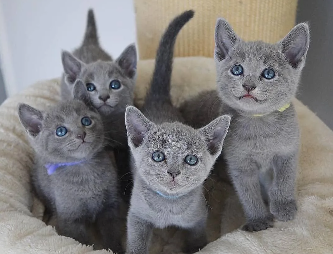 Russian Kittens For Sale