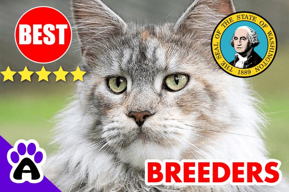 Norwegian Forest Cats For Sale Washington-2024 | Best Norwegian Forest Cat Breeders in WA