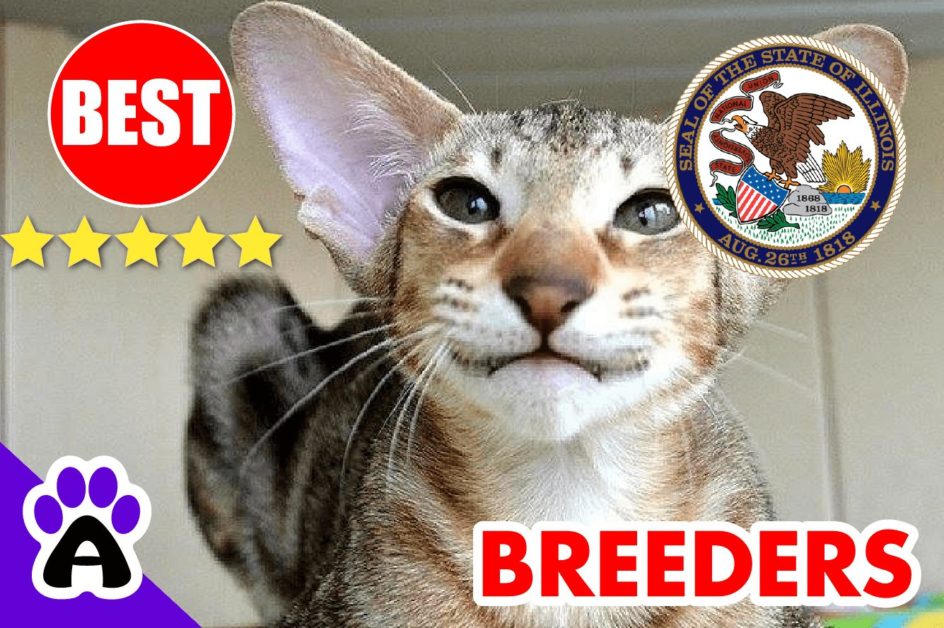 Oriental Kittens For Sale In Illinois-2024 | Best Reviewed Oriental Cat Breeders In IL